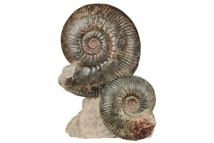Two Toarcian Ammonite (Hammatoceras) Fossils - France #191714